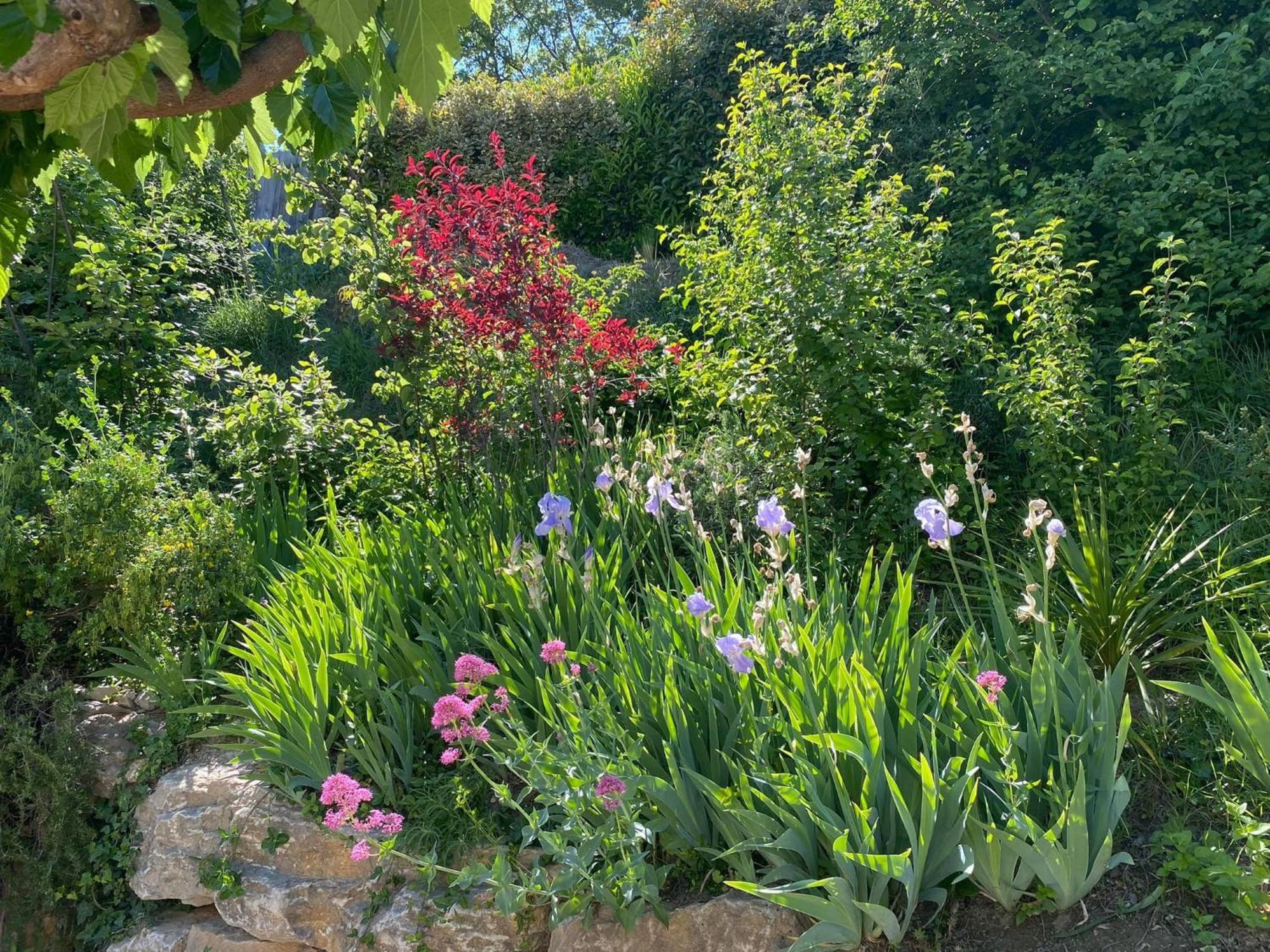 Le Jardin De Lau Villa Aubignan Exterior foto